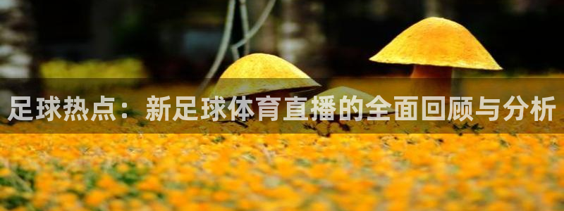 足球热点：新足球体育直播的全面回顾与分析